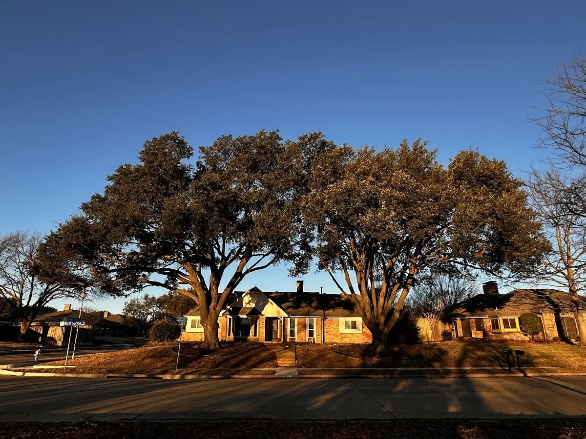 Established residential canopy tree shading a home in Hill City